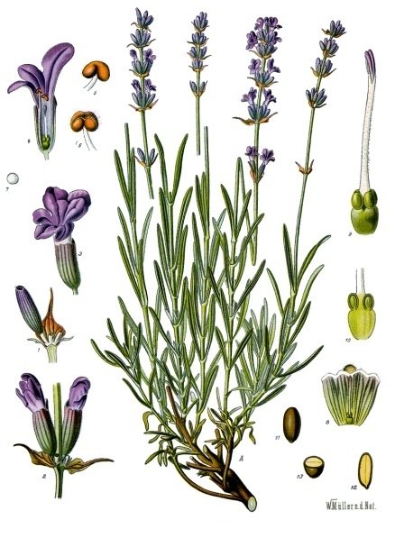 Lawenda