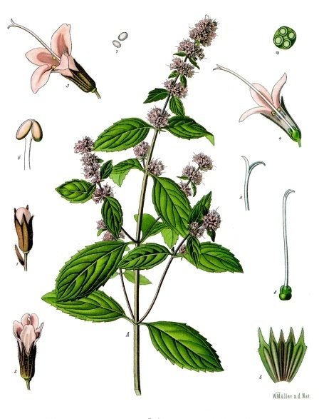 Mięta pieprzowa