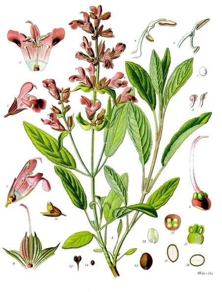Szałwia